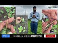 ફુલે કિમયા kds 753 લાઈવ ડેમો soybean kds753 phulekimaya