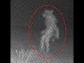 Chupacabra Coyote walking upright Texas city ponders mystery creature seen near zoo