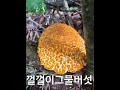 양평자연인#을수골#능이버섯 정찰산행~