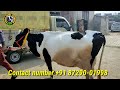 3 cows and 1 buffalo for sale 3 ਗਾਵਾਂ ਅਤੇ 1 ਮੱਝ ਵਿਕਾਊ