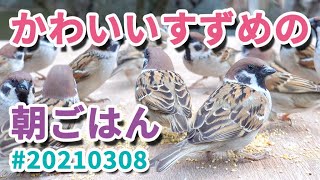 かわいいスズメの朝ごはん 20210308   Breakfast of the cute sparrow