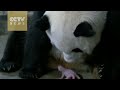 Giant panda gives birth to twins in SW China