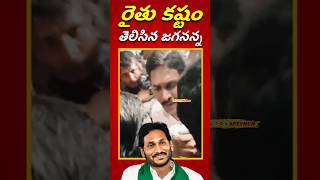 రైతు కష్టం తెలిసిన జగనన్న ||ys Jagan mirchi yard video#trending #viralshort#jagan#apevmcm