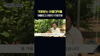 장성에 애플망고·레몬이 주렁주렁.. 이제는 아열대작물 재배 시대    #shorts