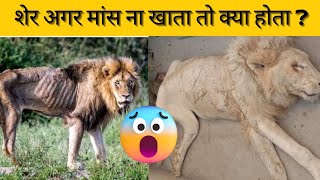 शेर अगर मांस ना खाए तो क्या होगा ! if the lion did't eat meat !🤔