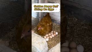 Golden Buff Sitting On Eggs 🥚#hen#eggs#broodyhen#shorts#ytshorts#viralshorts#fancyhens#aseelhen