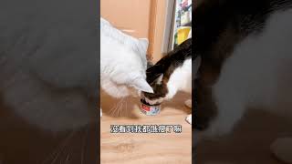 I haven't eaten in a second 我已经1秒没进食了。#cat #kitte #catshorts #pets #cutecat #lovely #catvideos #cute