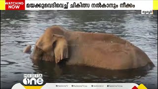 മലയാറ്റൂർ അതിരപ്പള്ളി വനത്തിൽ മസ്തകത്തിന് പരിക്കേറ്റ കാട്ടാനയെ പരിശോധിക്കാൻ വിദഗ്ധസംഘം ഉടനെത്തും