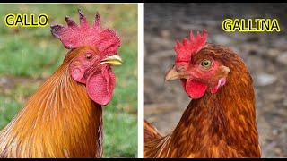 Las diferencias entre los gallos y las gallinas.