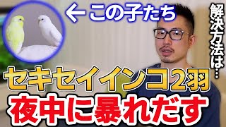 【質問コーナー】インコが暴れる、先生は県外に鳥さんの診療を教えて欲しい、アミラーゼの値を下げたい、セキセインコの爪、インコのお腹に石、などに答えました。