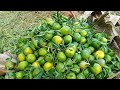 Dalandan Harvesting | Caviteño farmer