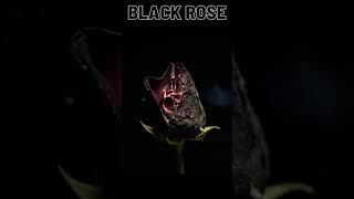 Black Rose - Burning #Shorts