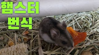 햄스터 번식에 대한 상식5가지