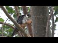 【4k】チゴハヤブサ　20200627　bird　野鳥