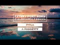 Zioła a pasożyty || Cztery pory roku ze św. Hildegardą #33