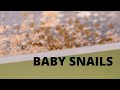 Hatching Baby Snails!