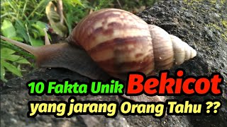 10 Fakta Unik Bekicot yang jarang orang tahu | No. 4 dan 10 sangat mengejutkan @DeWatFauna