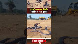 JCB में दबकर नाग की हुई मौत..तो नागिन का आया गुस्सा। #shivpuri #naagnaginkajoda #nagnagin