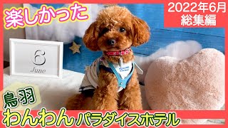 【トイプードルのテト】愛犬と旅行『鳥羽わんわんパラダイスホテル総集編』（2022年6月）#トイプードル #愛犬と旅行 #鳥羽わんわんパラダイス#ペットと泊まれる宿