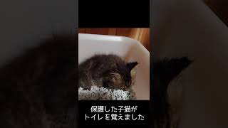 【保護猫】保護子猫がトイレを覚えました 後始末がちゃんと出来たか気にする様子が可愛いです