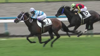 武豊、グランアルティスタを勝利に導く。現地映像、京都競馬場。