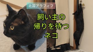 #別居中50代#飼い主を待つ猫#教えられた大事な事#年末のトラブル