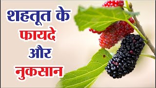 शहतूत के फायदे और नुकसान | Shahtoot Ke Fayde | Mulberry Benefits In Hindi