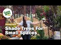 Shade Trees For Small Spaces