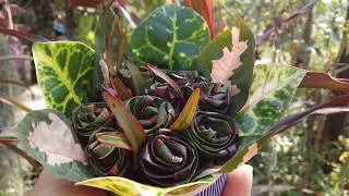 Handmade  rose from leafs / วิธีทำ ดอกกุหลาบ ด้วยใบหมากผู้ - หมากเมีย  by Ubonsri