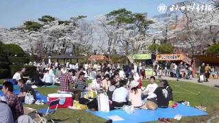 千秋公園、花見客でにぎわう