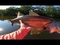 canal fishing with nlbn lures land based snook fishing