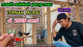 TIPS UNTUK YAMG MAU TERNAK MURAI DI TAHUN 2025 NANTI