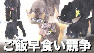 【多頭飼い】ご飯早食い競争したらヤバすぎた【トイプードル/ムーディ】