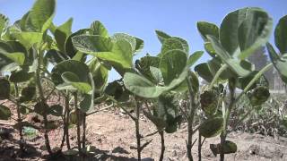 Farm Basics #673-Handling Grain (Air Date 2/27/11)