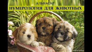 Нумерология для животных