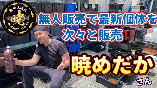 無人販売で最新個体を次々と販売　暁めだかさん飼育場訪問！