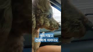 #강아지브이로그 #동물은사랑입니다 #강아지일상 #반려견