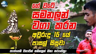 ගේ වටේ සමනලුන් වගා කරන අවුරුදු 16 යේ සිසුවා - Butterfly Farm by School Child in Galle, in Sri Lanka