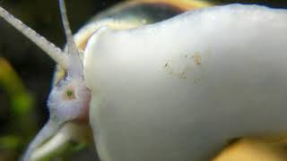 Spixi snail bites hydra in half