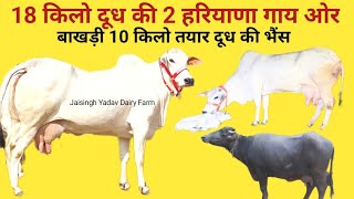 18 किलो दूध की 2 हरियाणा गाय ओर , बाखड़ी 10 किलो तयार दूध की भैंस ओर , For Sale Haryana Cow ,