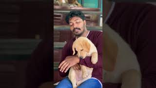 എനിക്ക് അളിയനെ ഇശ്ട്ടാ…🤣😂🫶🏼 |   Shadow | Abiraj P R | #dog #love #dileep #salimkumar #viral