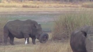 Watch Volunteers Rescue White Rhino Who Got Snout Stuck In Tire