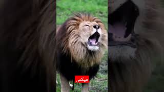 خل نحجيها طك بطك# ميكس# ذب الابرة تسمع صوت#حماسية