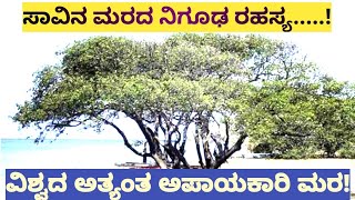 ವಿಶ್ವದ ಅತ್ಯಂತ ಅಪಾಯಕಾರಿ ಮರ|ಸಾವಿನ ಮರದ ನಿಗೂಢ ರಹಸ್ಯ|The most dangerous tree in the world|Deadliest tree