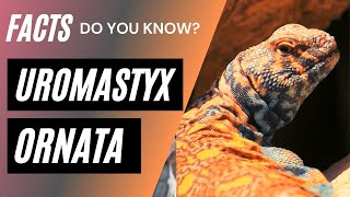 Uromastyx ornata | ornate mastigure facts