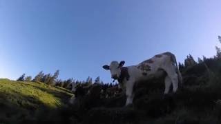 Der Galtenberg ruft - Wanderung im Alpbachtal in Tirol