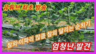 참외 이파리 많큼  참외를 달리게 순치기 하는 엄청난 발견~  참외순치기,순지르기,재배방법 애플수박 순치기,순지르기,재배방법,키우기  주말농장,텃밭,농사,농부,농업,전원일기