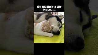 大型犬を枕にする猫がかわいい...#shorts