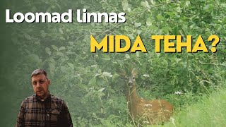 Loomad linnas - mida teha? Ekspert annab nõu