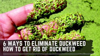 6 Easy Ways to Get Rid of Duckweed - How to Eliminate Duckweed from your Aquarium